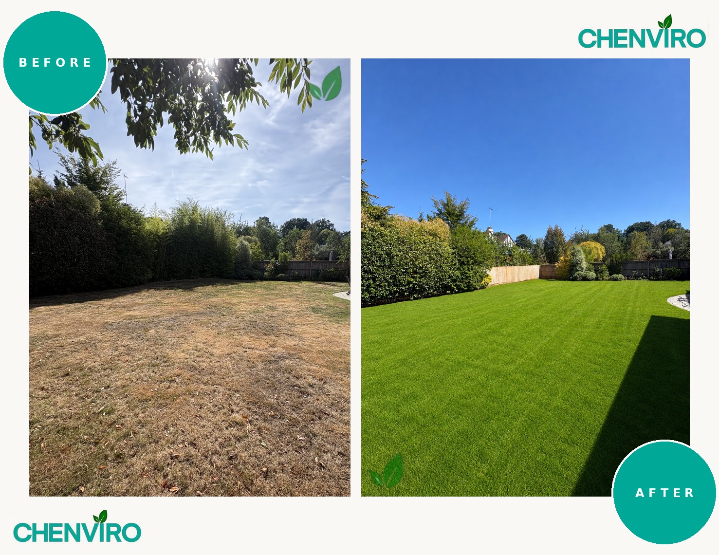 Bamboo removal, Ascot, Berkshire – before and after