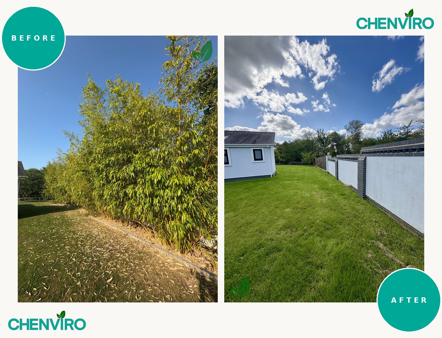 Bamboo removal, Abingdon, Oxfordshire – before and after