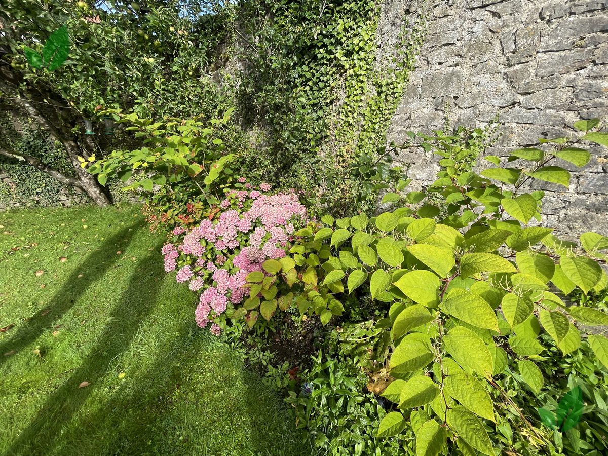 Established Japanese knotweed in a garden