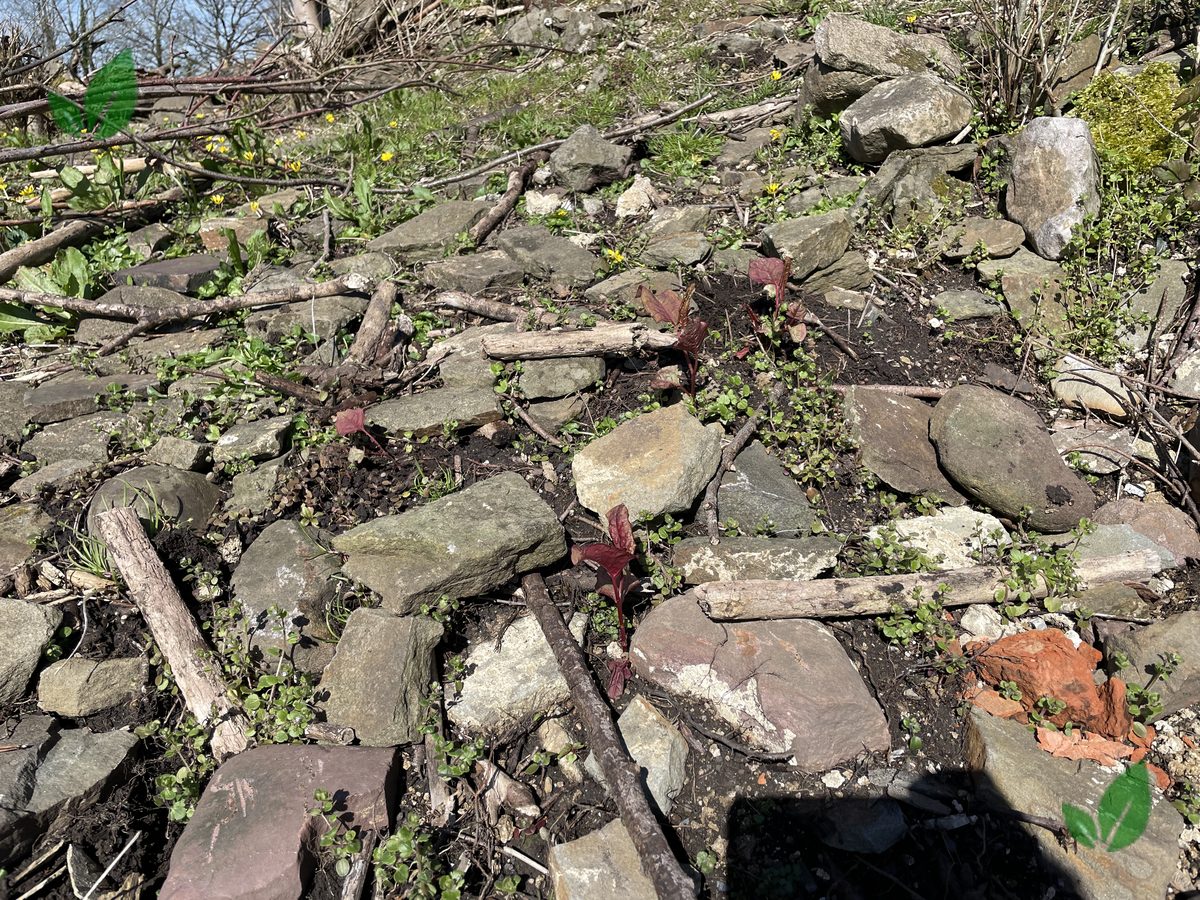 Japanese knotweed spring shoots