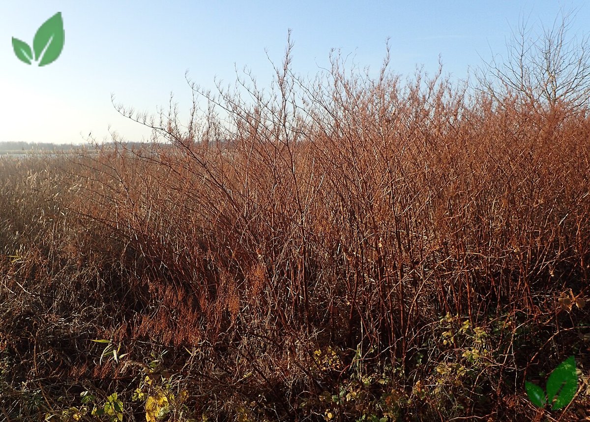 Japanese knotweed dead winter canes