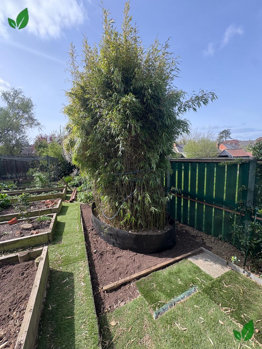 Bamboo root barrier installation