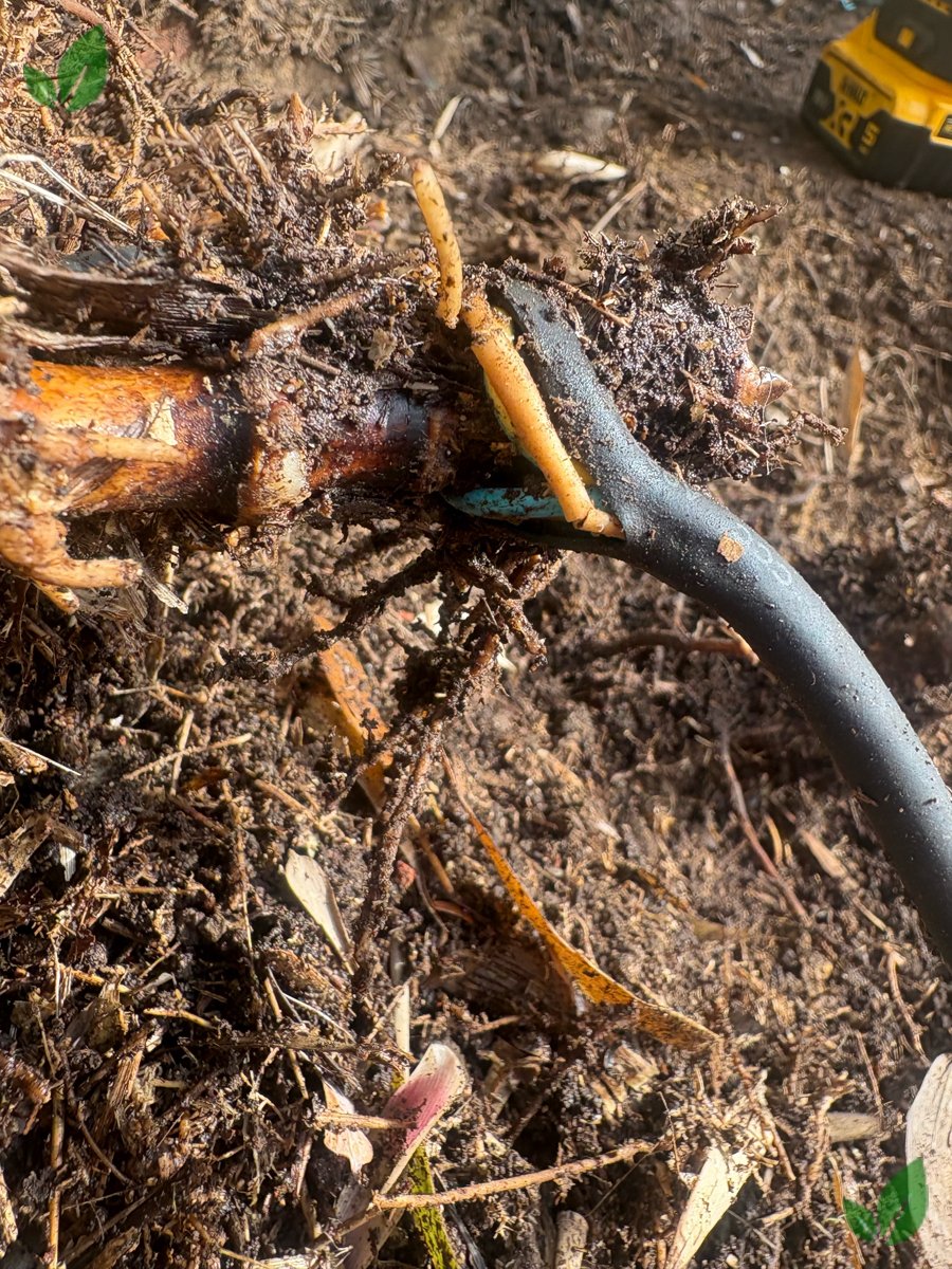 Bamboo excavation step 8