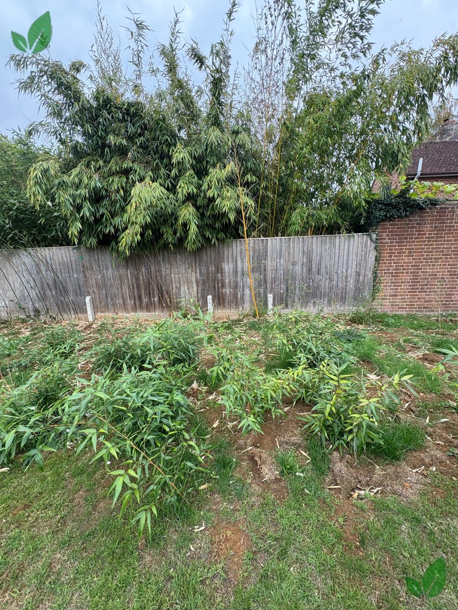Bamboo excavation step 5