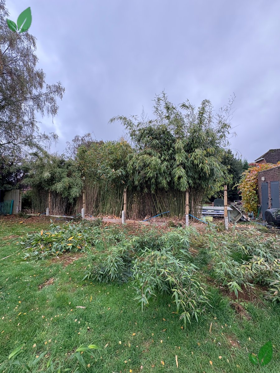 Bamboo excavation step 8