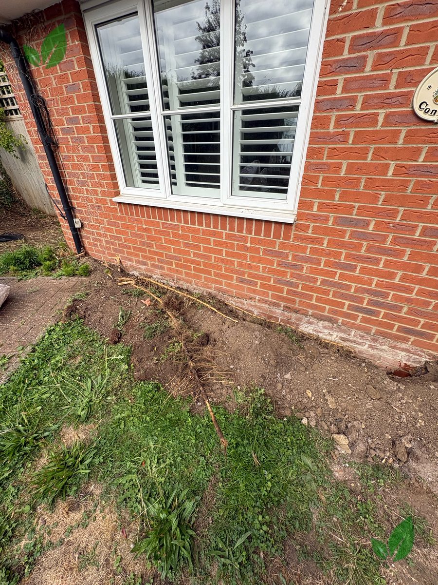 Bamboo excavation step 5