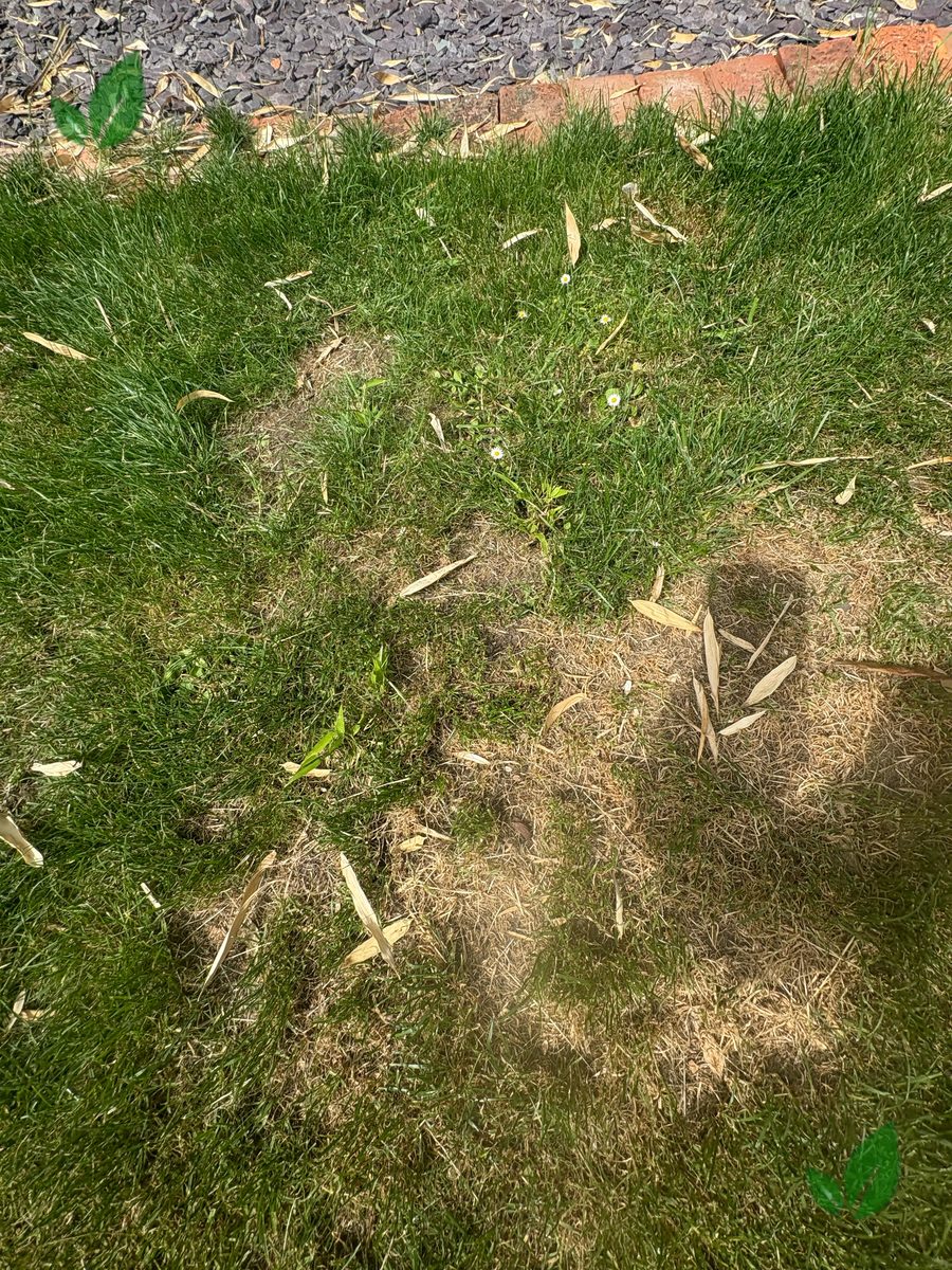 Bamboo excavation step 5
