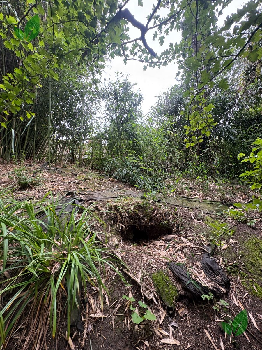 Bamboo excavation step 6