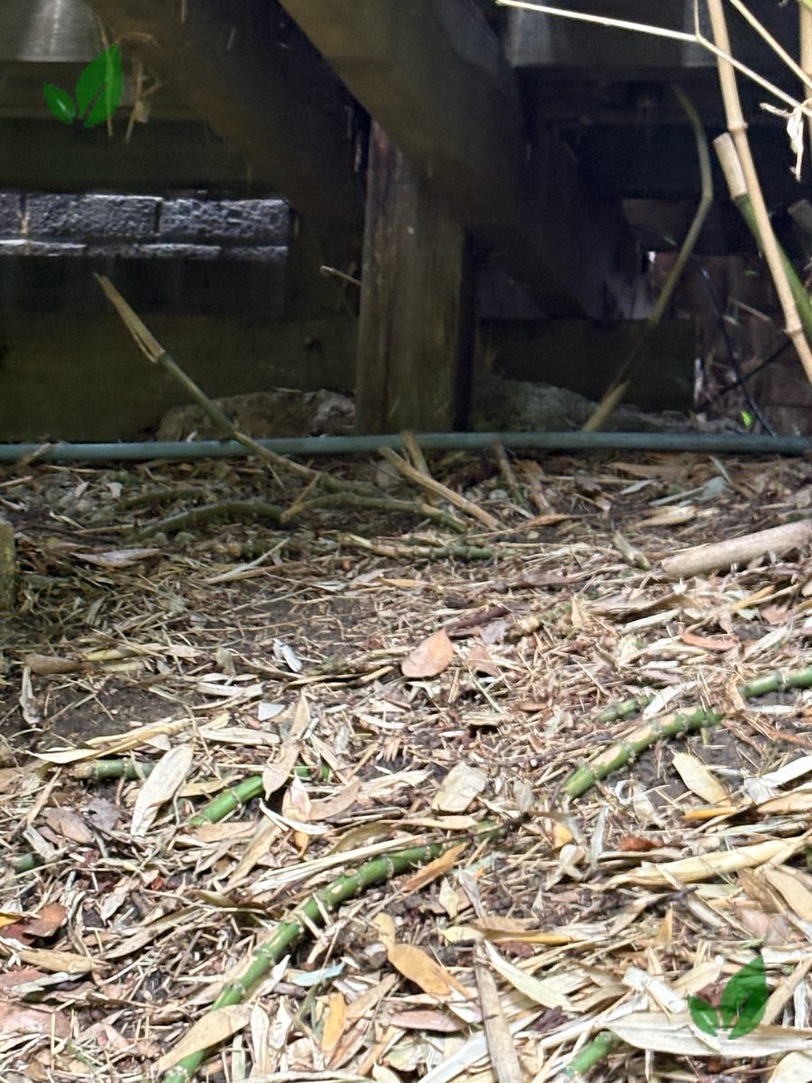 Bamboo excavation step 8