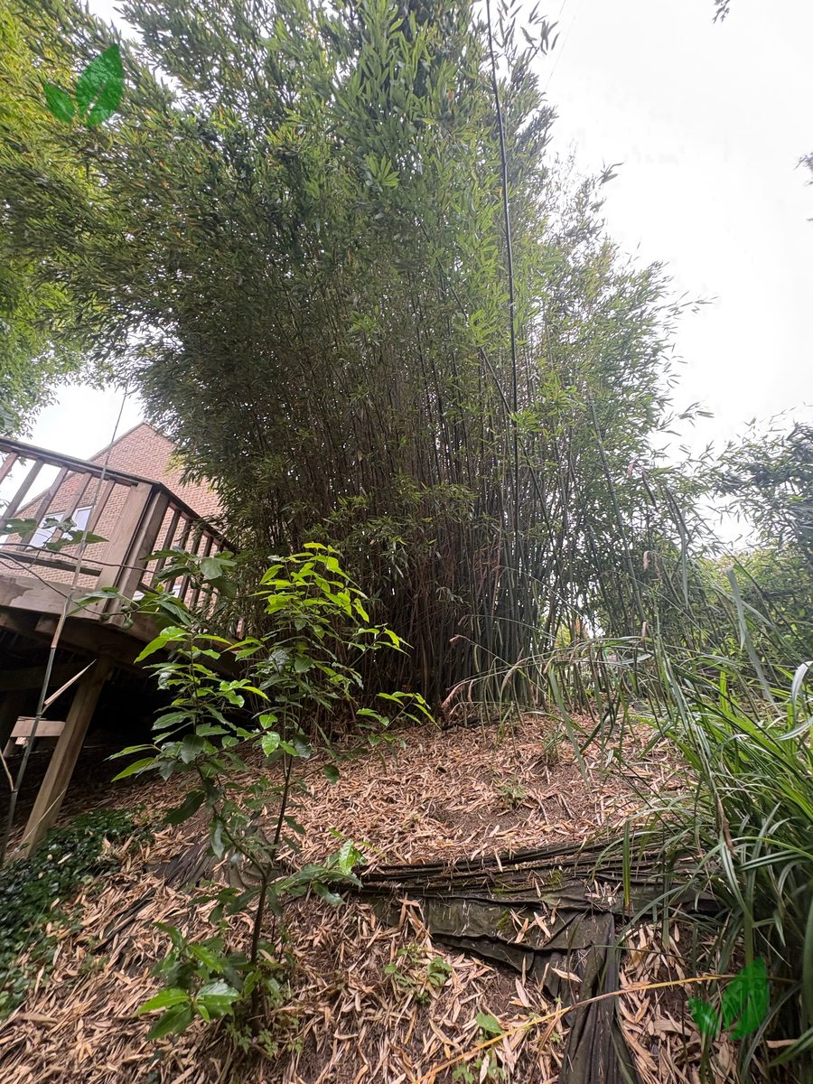 Bamboo excavation step 9