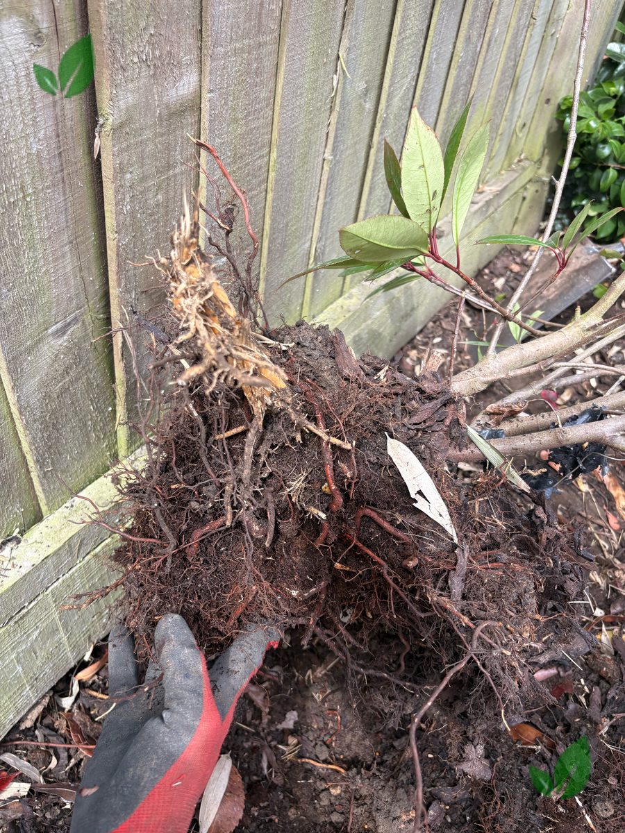 Bamboo excavation step 4