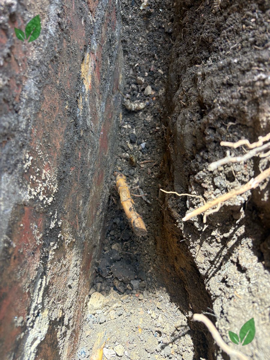 Bamboo excavation step 12